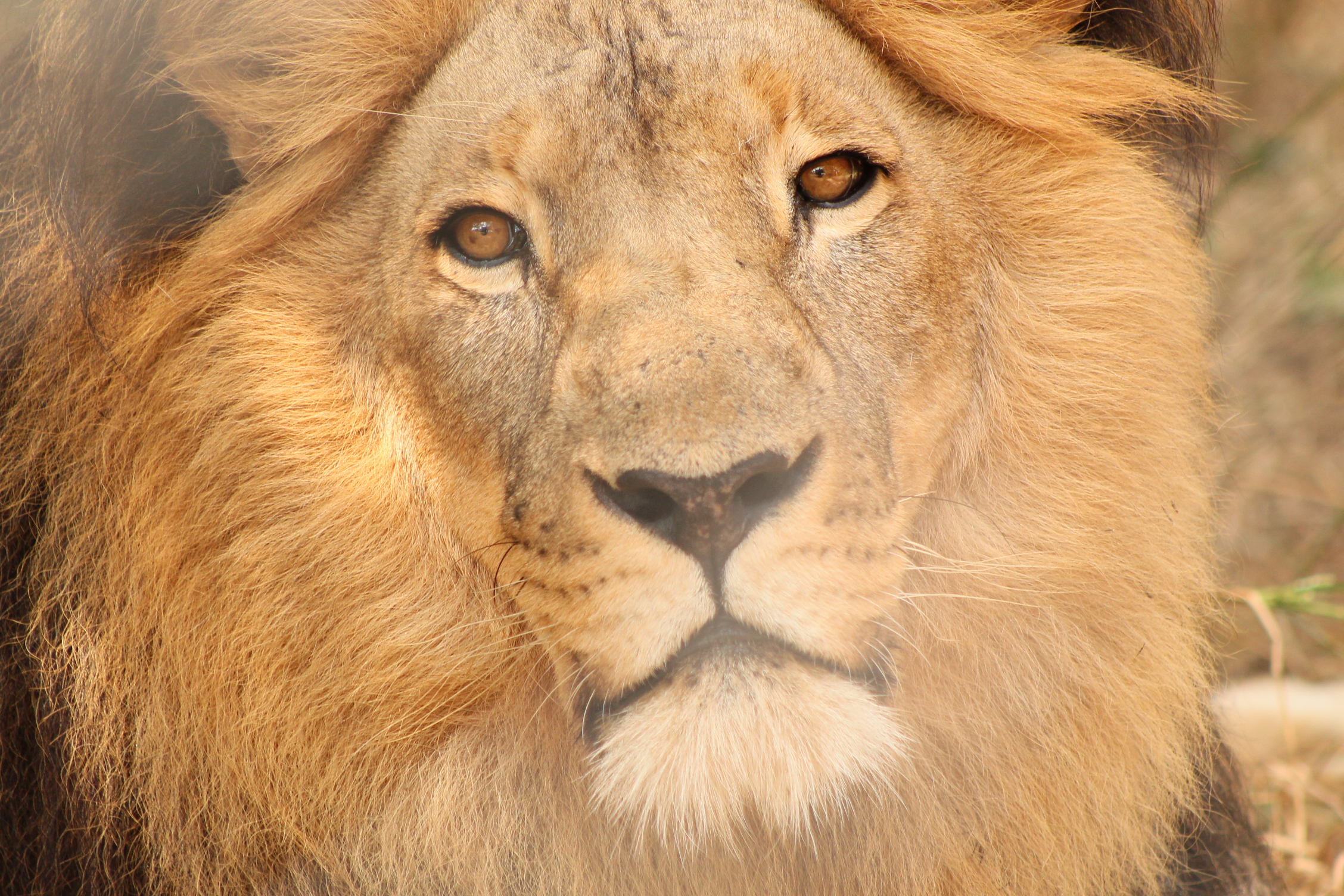 lion-3