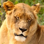 lioness-2