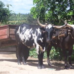 ox-drawn-cart-to-get-water-2